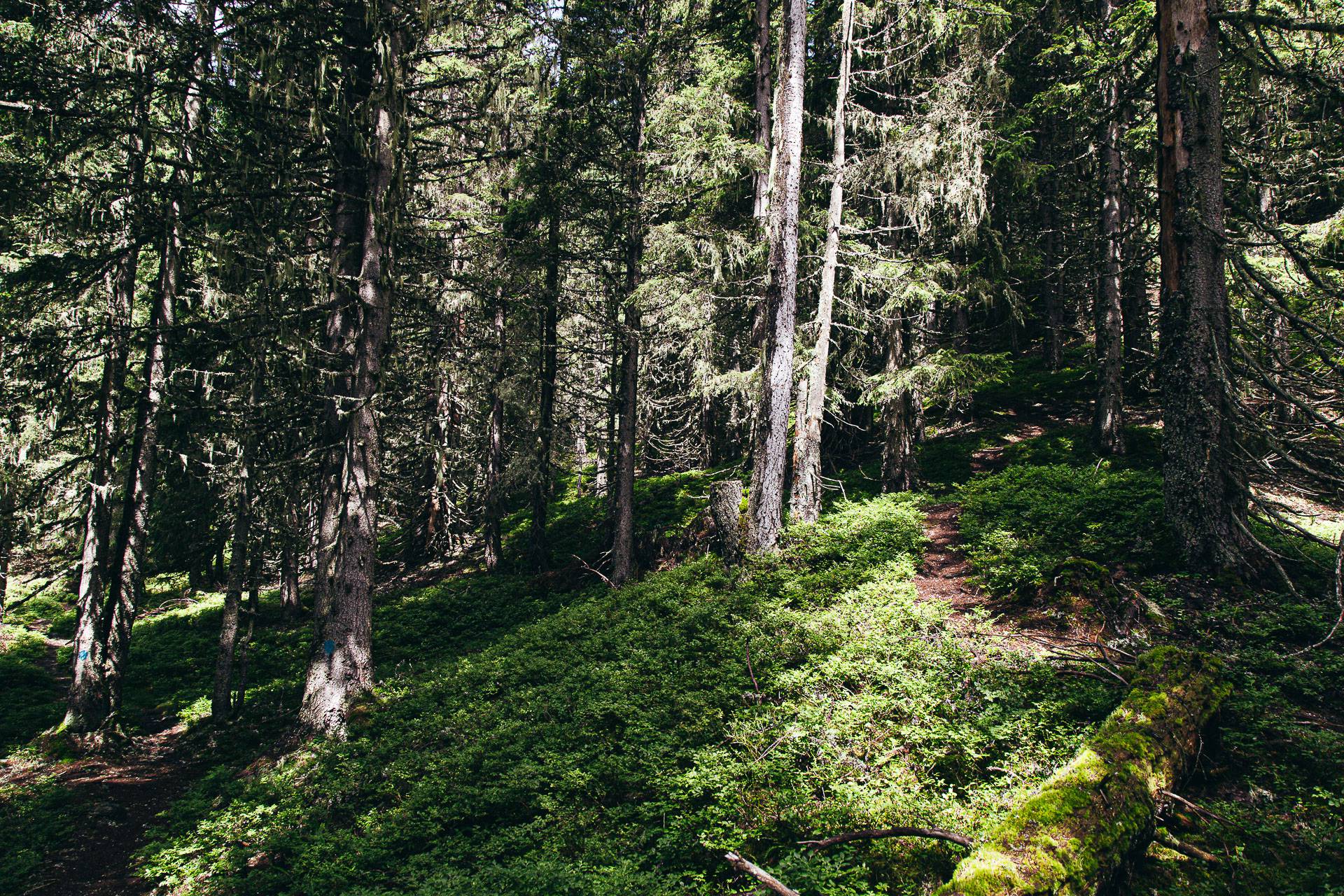 Wald Pongau Tannen
