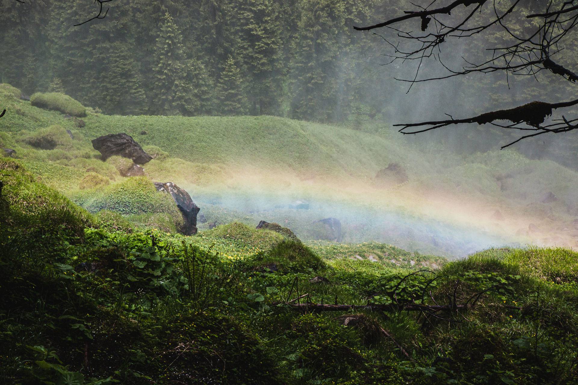 Wald Nebel Regenbogen
