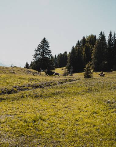 Summer yearning - Sonnhof by Vitus Winkler