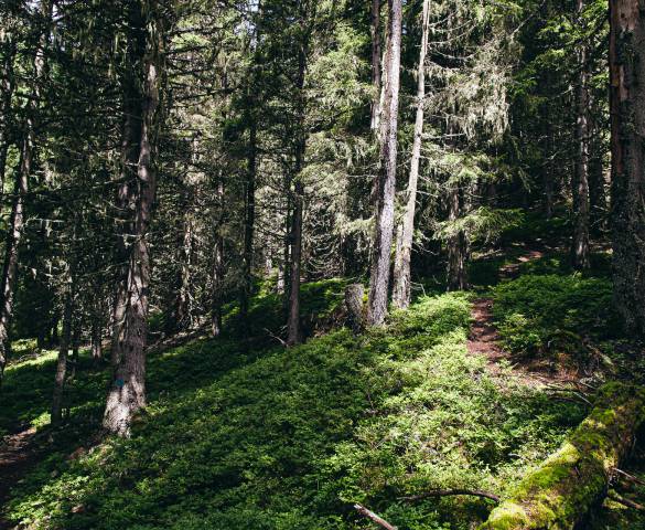 Wald Pongau Tannen