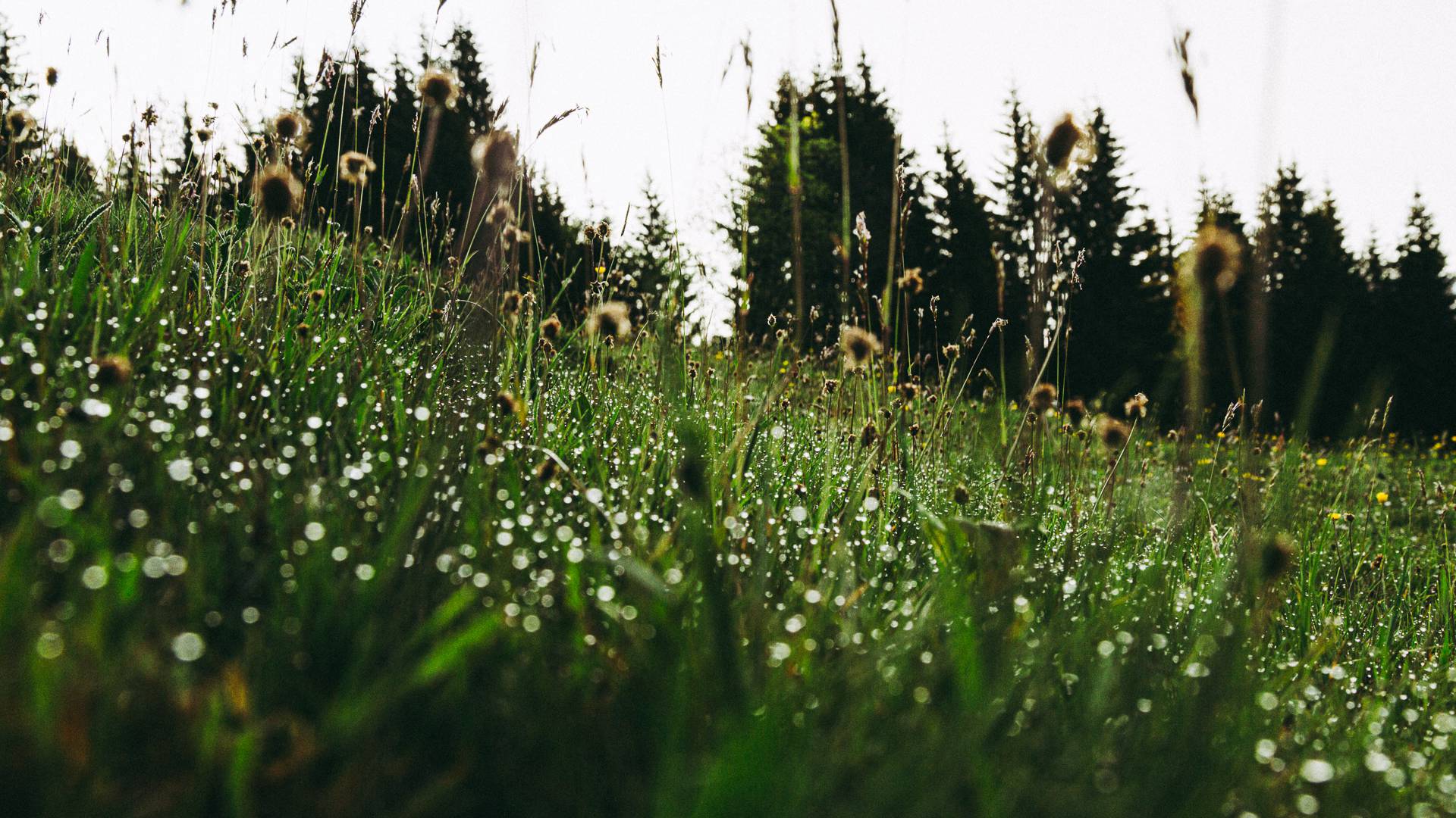 Fruehlingserwachen Sankt Veit im Pongau