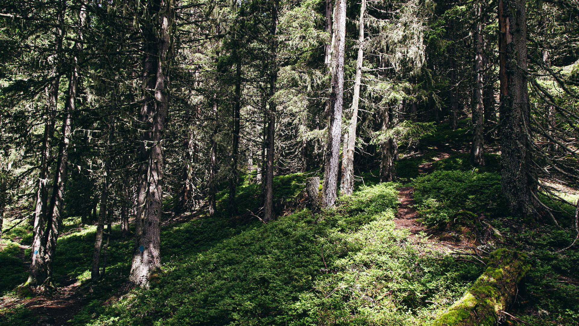 Wald Pongau Tannen